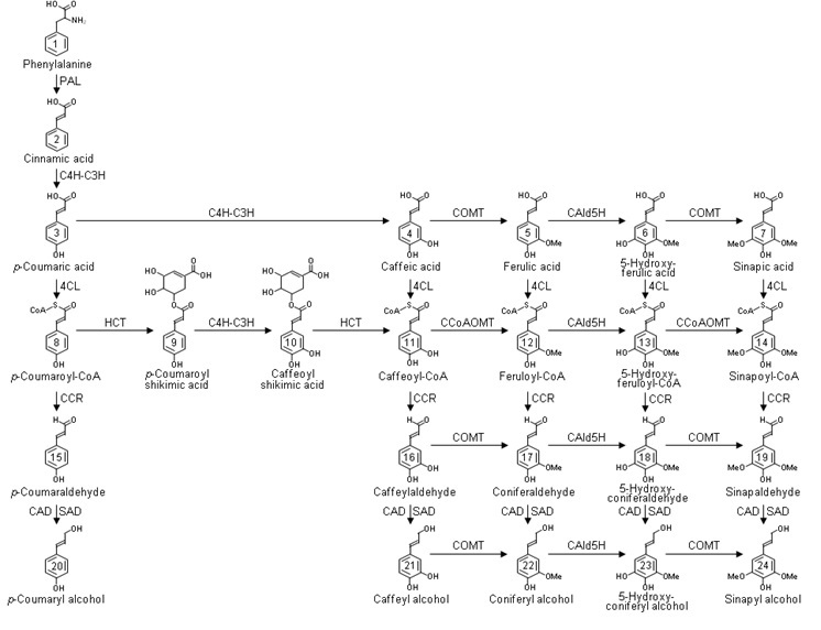 Mass action model for Lignin Biosynthesis circuit model.